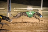 greyhound