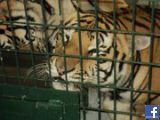tigertimmy