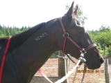 standardbred pacer