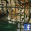 tigertimmy