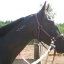 standardbred pacer