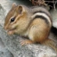 Chubby Chipmunk