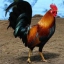 rooster1333