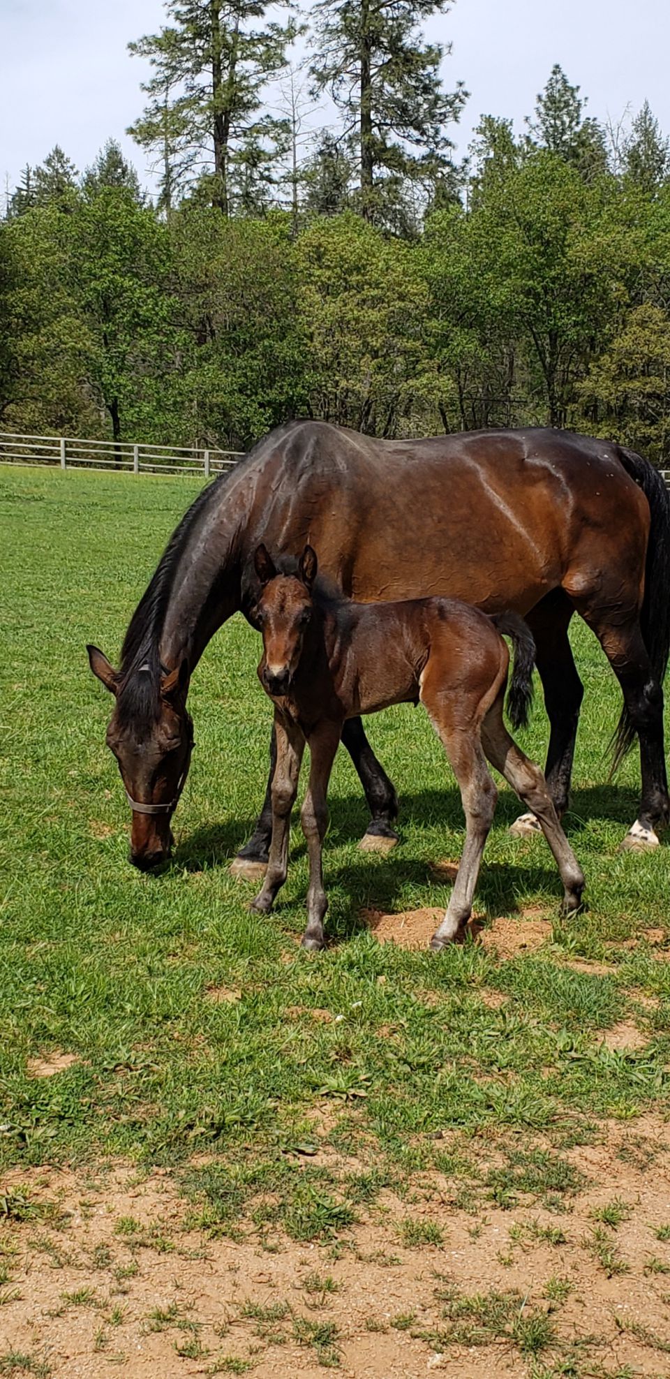 Now this mare is a iron horse she started over 200 times made a a lot of money the hard way this is her 2020 Colt he's a big cry baby titty mouth